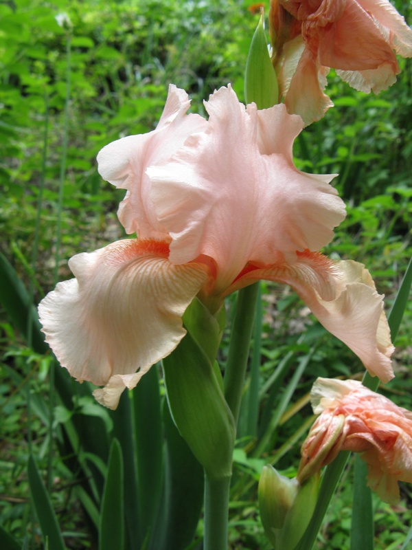 img_0212jpg_2532413883_o